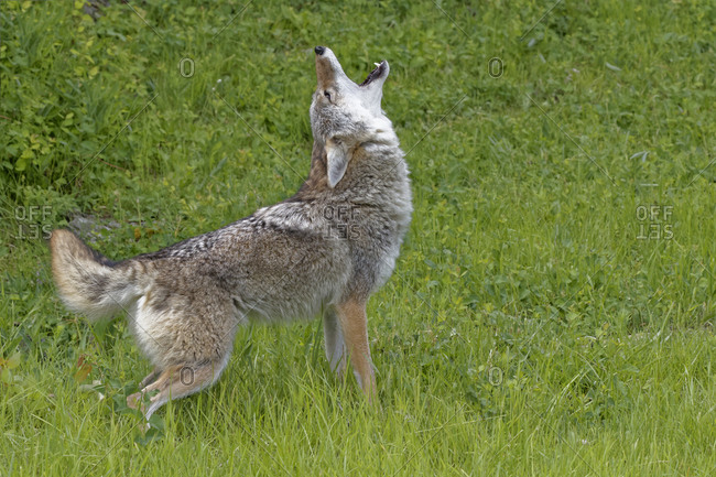 USA, Montana. Coyote howling in controlled environment.