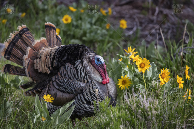 Tom turkey in breeding plumage in Great Basin National Park, Nevada, USA