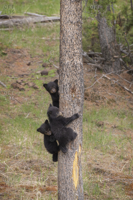 USA, Wyoming, Yellowstone National Park. Three black bear cubs climb pine tree.