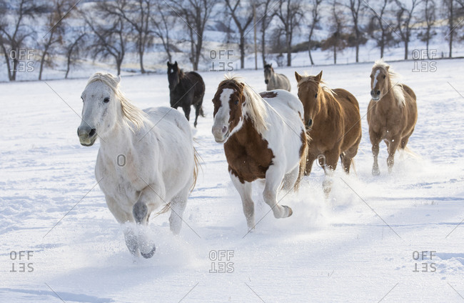 images of horses running through snow