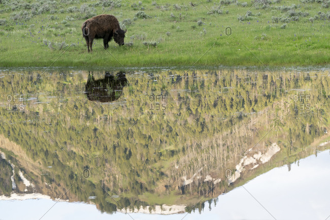 Yellowstone National Park, Lamar Valley. American bison is enjoying the green grass of spring while the hills are reflected in spring run off.