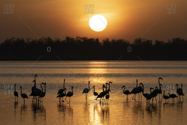 Africa, Kenya, Amboseli National Park. Greater flamingos in water at sunrise.