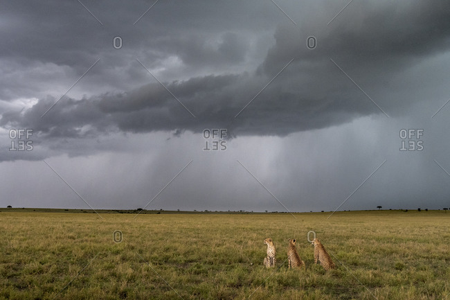 Africa, Kenya, Maasai Mara National Reserve. Rainstorm and cheetahs in grass.
