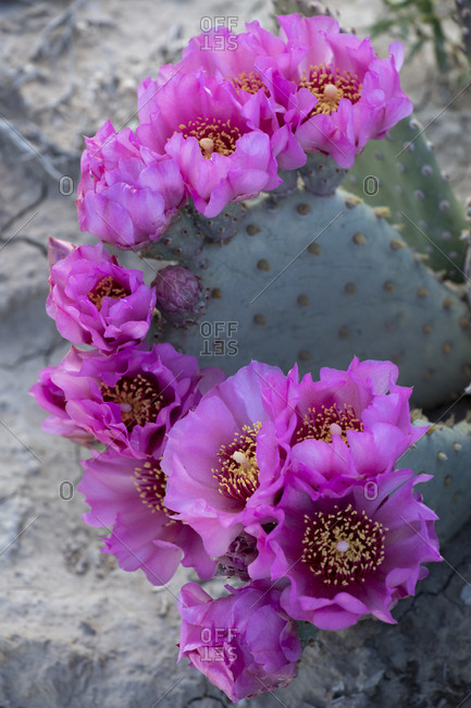 USA, Utah. Beavertail prickly pear cactus, Factory Butte, Upper Blue Hills.