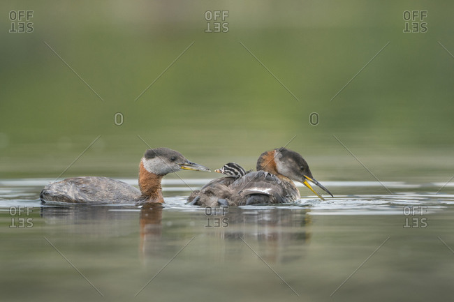 USA, Washington State. A Red-necked Grebe (Podiceps grisegena) chick rides atop parent during feeding on lake in Okanogan County.