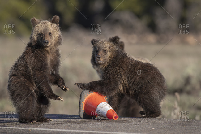 USA, Wyoming, Glacier National Park. Yearling grizzly cubs play with traffic cone on road.
