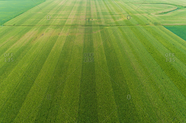 Corn field, Marion County, Illinois.