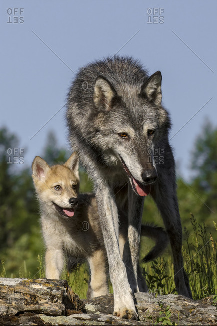 Wolf pup with adult female.