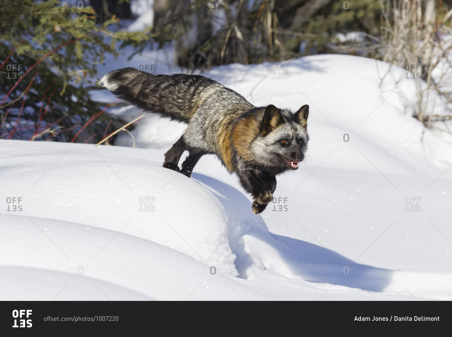 Cross fox a partially melanism form of the red fox, Montana. stock photo OFFSET