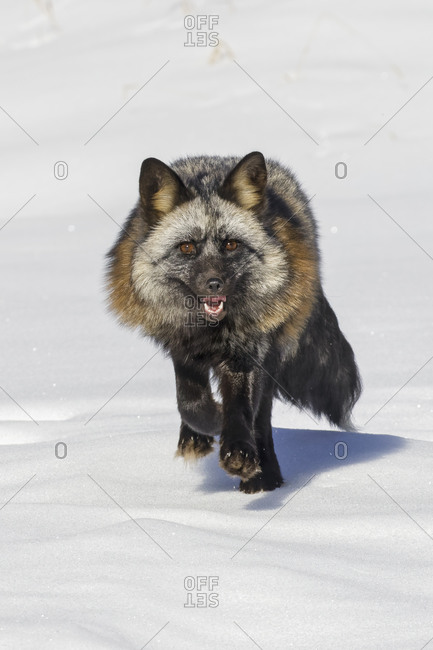 Cross fox a partially melanism form of the red fox, Montana.