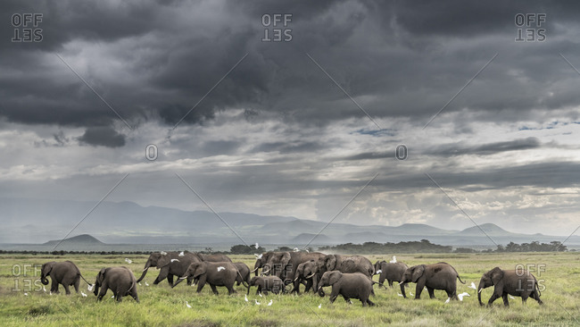 Africa, African elephant, Amboseli National Park. Elephant herd walking on plain.