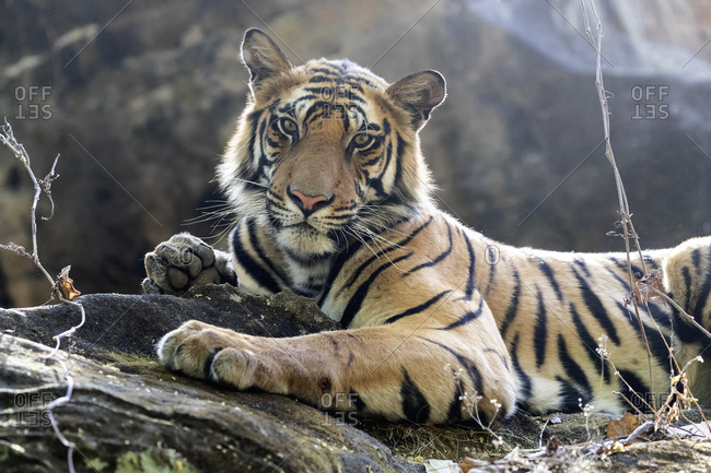 Wild Bengal Tiger Standing on a Big Rock in the Jungle. India. Bandhavgarh  National Park. Madhya Pradesh Stock Image - Image of lying, bandhavgarh:  80495909