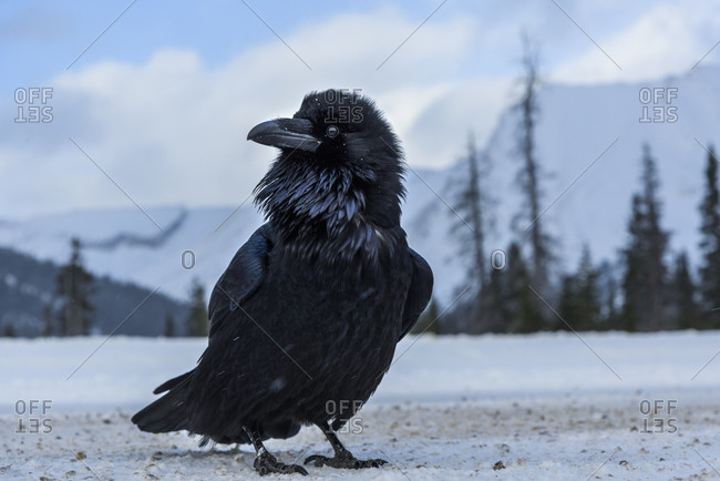 Canada, Alberta, Icefields Parkway. Common raven at roadside.