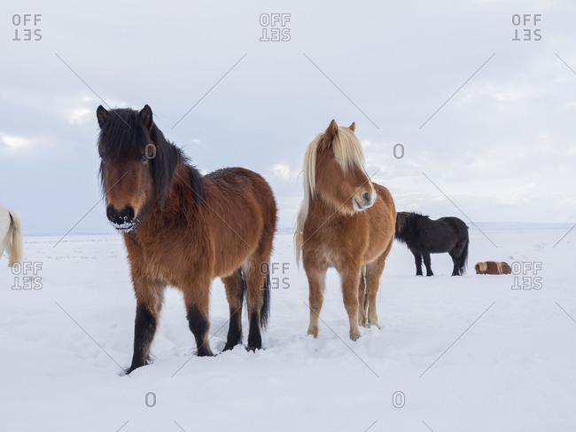 Icelandic Horse in fresh snow. Traditional breed for Iceland and traces its origin back to the horses of the old Vikings, Iceland.