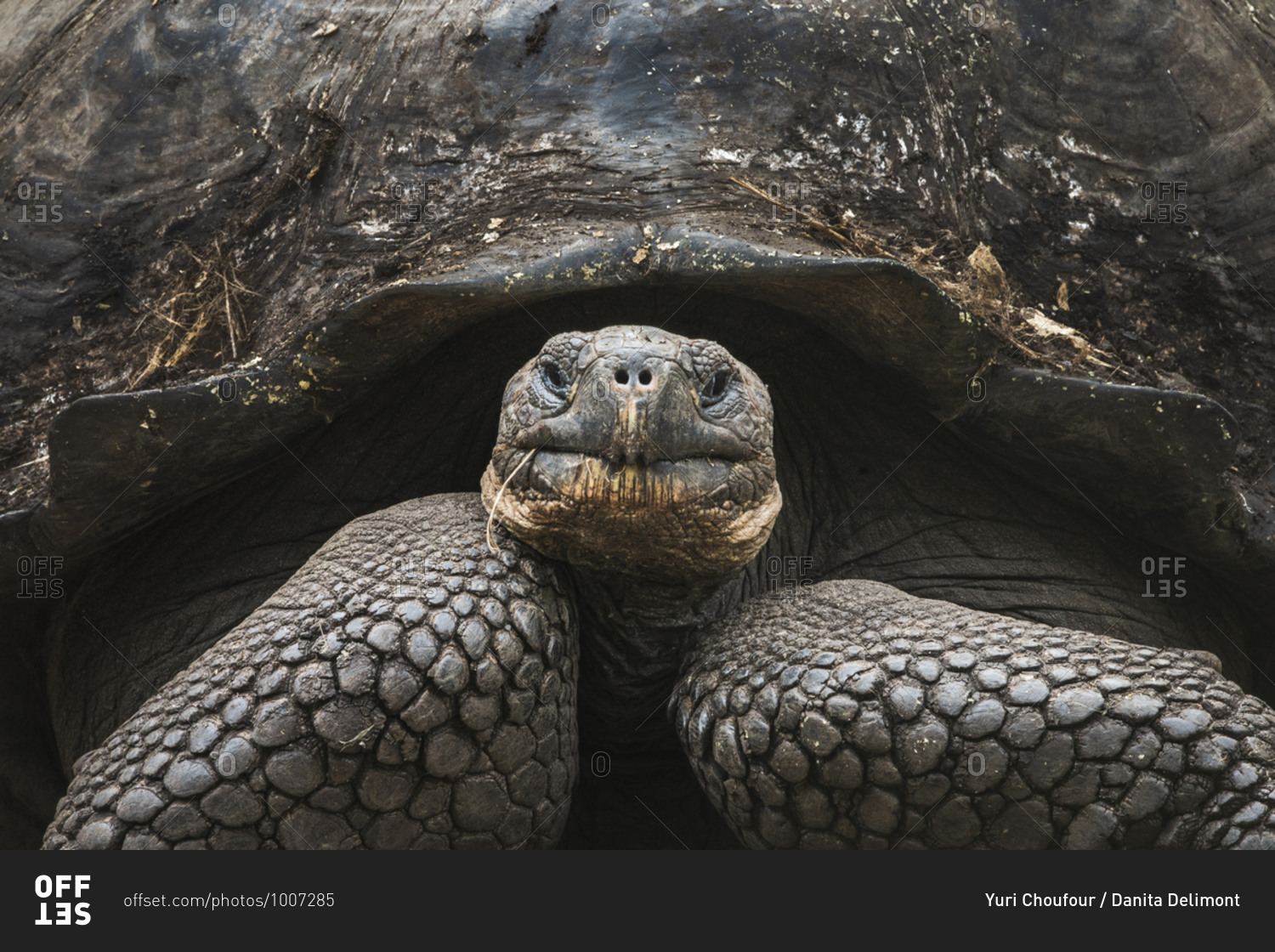 Ecuador, Galapagos Islands, Santa Cruz highlands. Galapagos giant tortoise portrait.