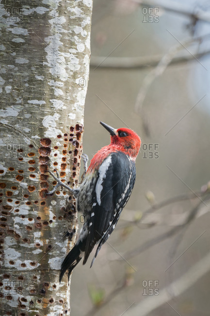 USA, Washington State. A Red-breasted Sapsucker (Sphyrapicus ruber) visits one of its sap wells, in an alder tree in Kirkland.