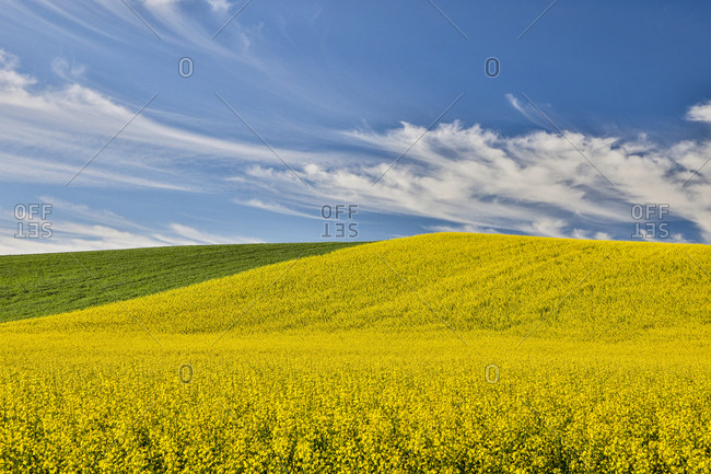 USA, Washington State, Palouse. Rolling hills in the town of Pullman.