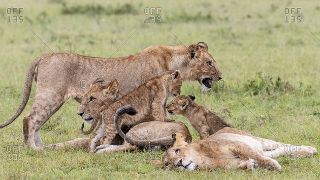 Africa, Kenya, Maasai Mara National Reserve. Three lionesses with cubs.