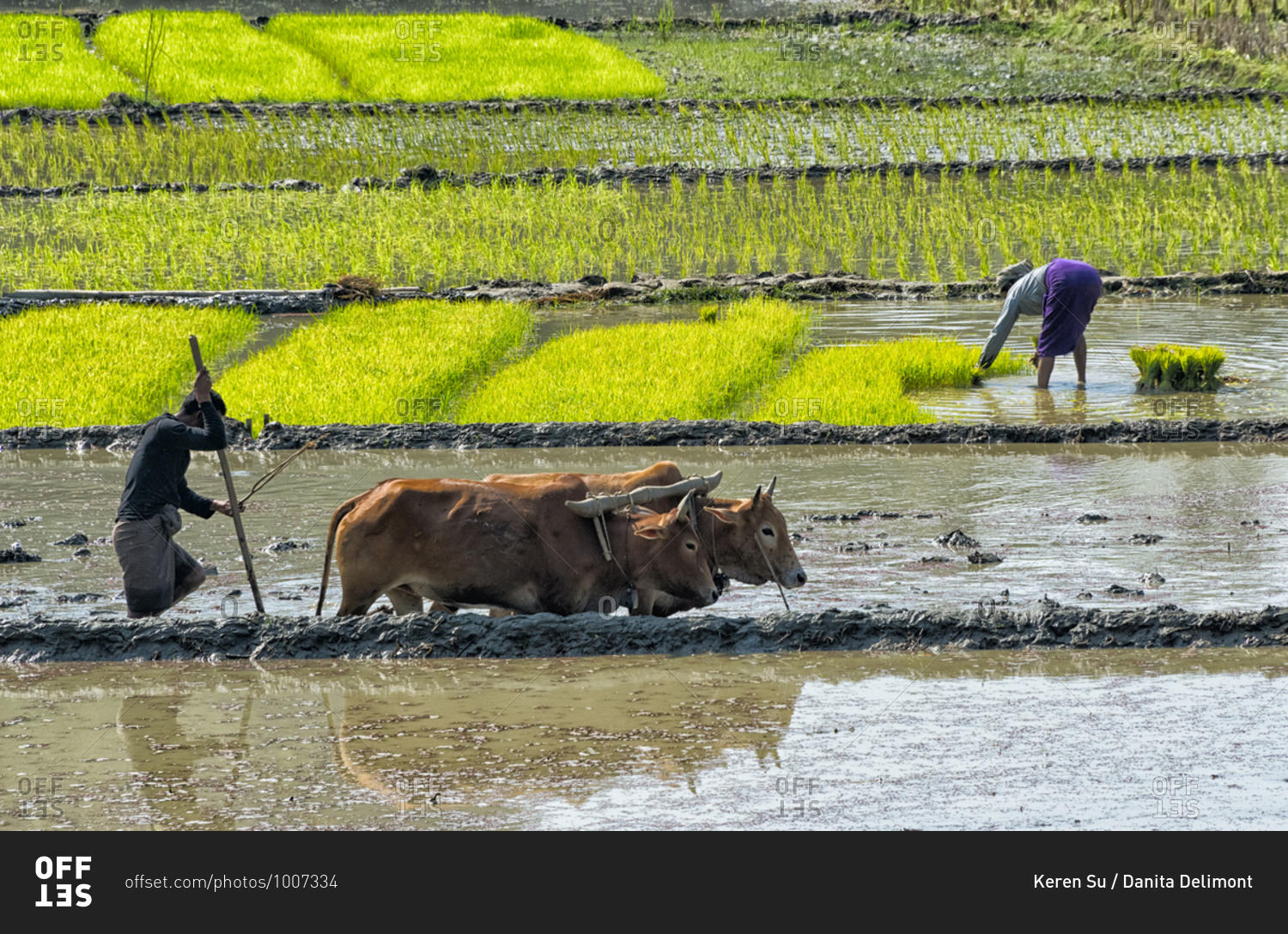 Farmers planting rice seedlings and plowing with cow in the rice paddy, Rangamati, Chittagong Division, Bangladesh