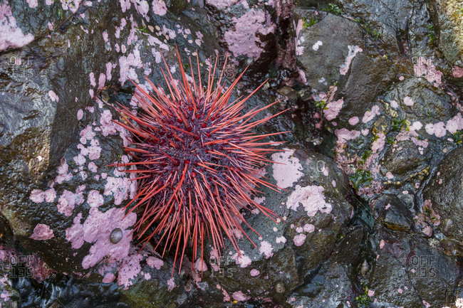 Canada, British Columbia. A Red Sea Urchin (Mesocentrotus franciscanus) forages in the rocky intertidal along Johnstone Strait on Vancouver Island.