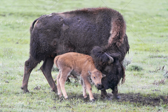 Yellowstone National Park, Lamar Valley. American bison calf stays close to its mother.