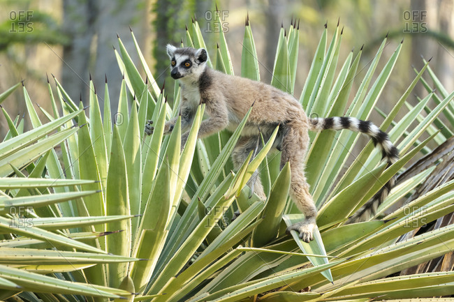 Africa, Madagascar, Anosy, Berenty Reserve. A ring-tailed lemur carefully maneuvering between the sharp spikes of the sisal plant.