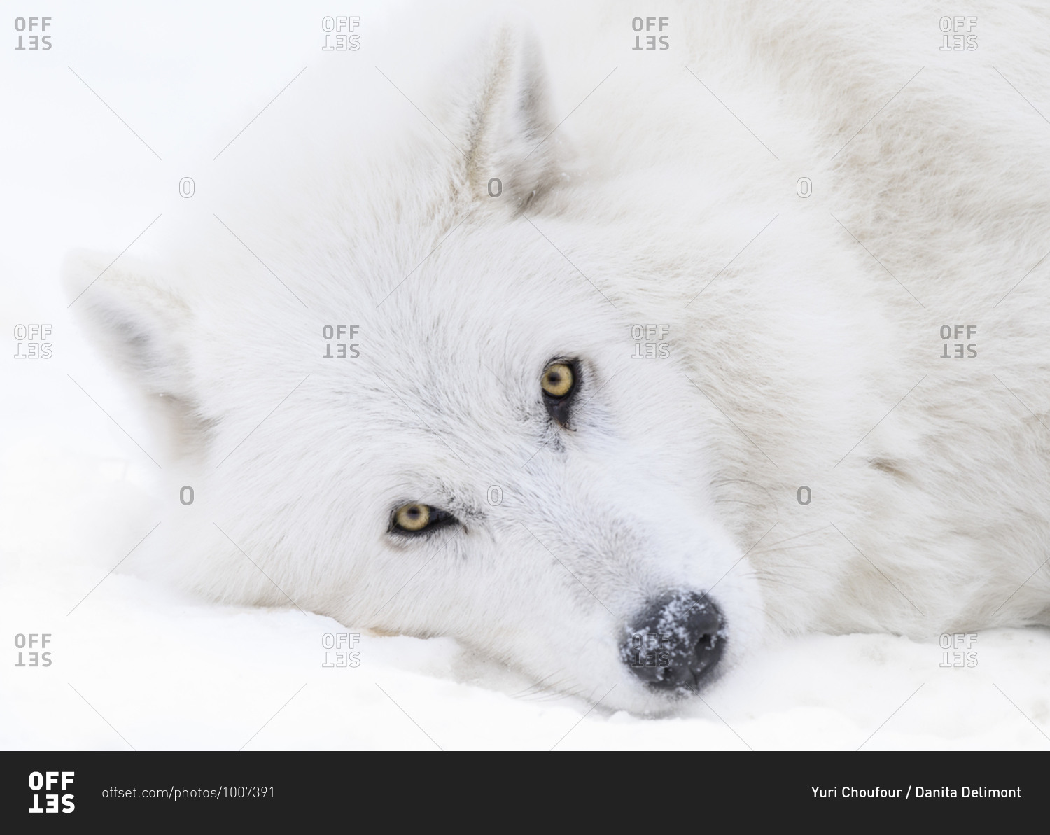 Canada, Alberta, Yamnuska Wolfdog Sanctuary. White wolfdog portrait.