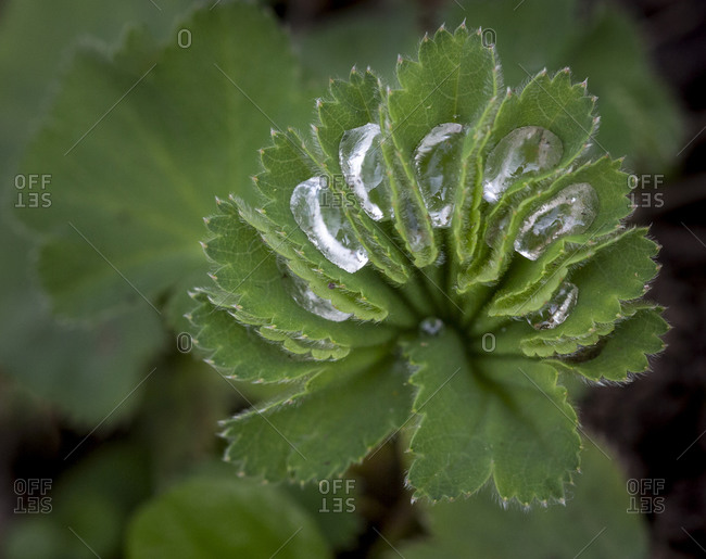 France, Giverny. Water droplets in a ruffled leaf.