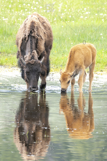 Yellowstone National Park, Lamar Valley. American bison calf stays close to last year\'s calf while exploring a pond.