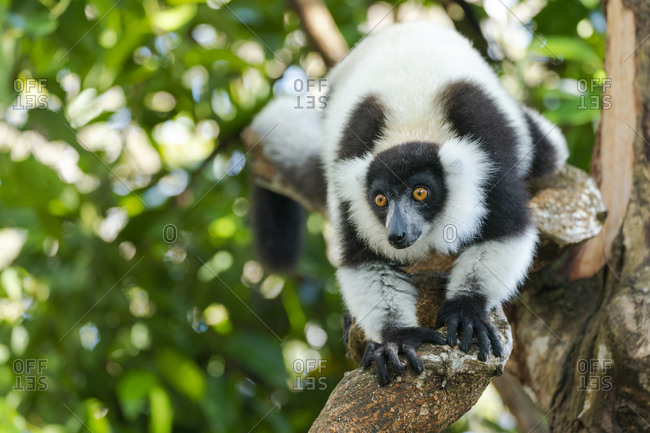 Africa, Madagascar, Lake Ampitabe, Akanin'ny nofy Reserve. A black-and-white ruffed lemur is curious and watching everything.