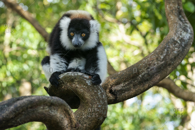 Africa, Madagascar, Lake Ampitabe, Akanin\'ny nofy Reserve. A black-and-white ruffed lemur is curious and watching everything.