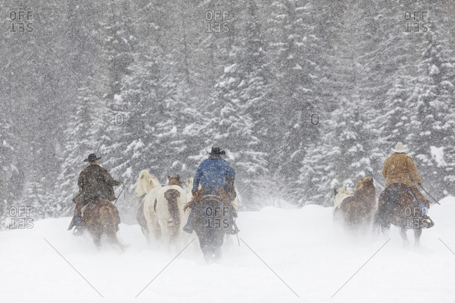 Cowboys during winter roundup, Kalispell, Montana.