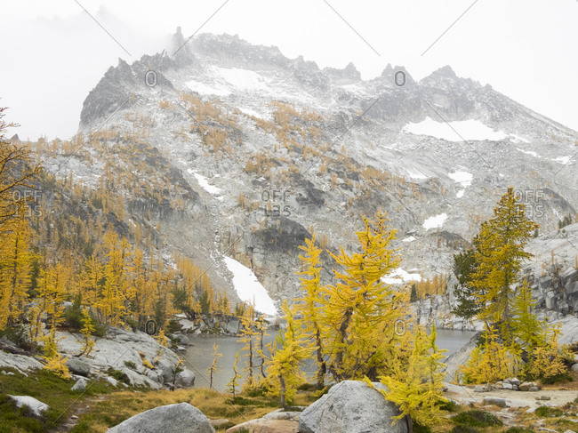 USA, Washington State. Alpine Lakes Wilderness, Enchantment Lakes, Golden Larch trees and McClellan Peak
