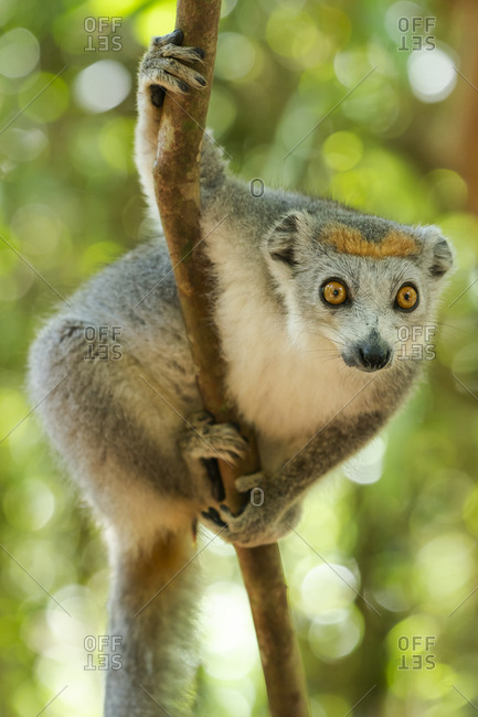 Africa, Madagascar, Lake Ampitabe, Akanin\'ny nofy Reserve. Female crowned lemur has a gray head and body with a rufous crown.