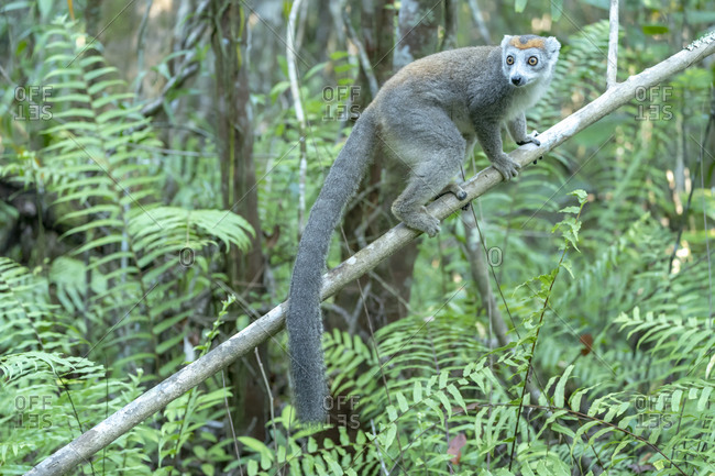 Africa, Madagascar, Lake Ampitabe, Akanin\'ny nofy Reserve. Female crowned lemur has a gray head and body with a rufous crown.