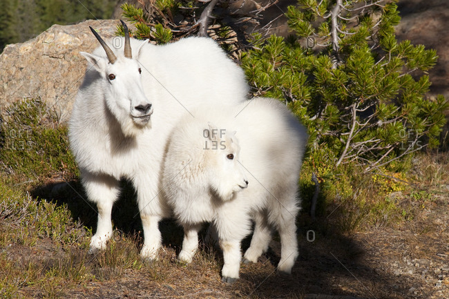 WA, Alpine Lakes Wilderness, mountain goats, nanny and kid