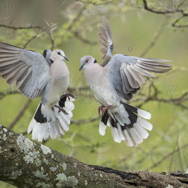 Africa, Tanzania, Ngorongoro Conservation Area, African Mourning Doves (Streptopelia decipiens) flap wings during courtship display in acacia tree on Ndutu Plains