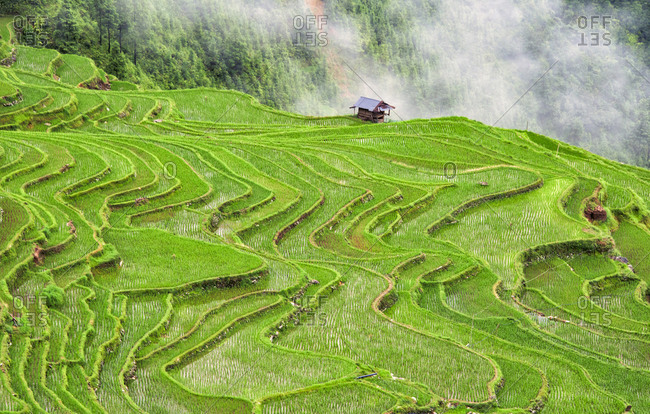 Rice terraces in the mountain in morning mist, Jiabang, Guizhou Province, China