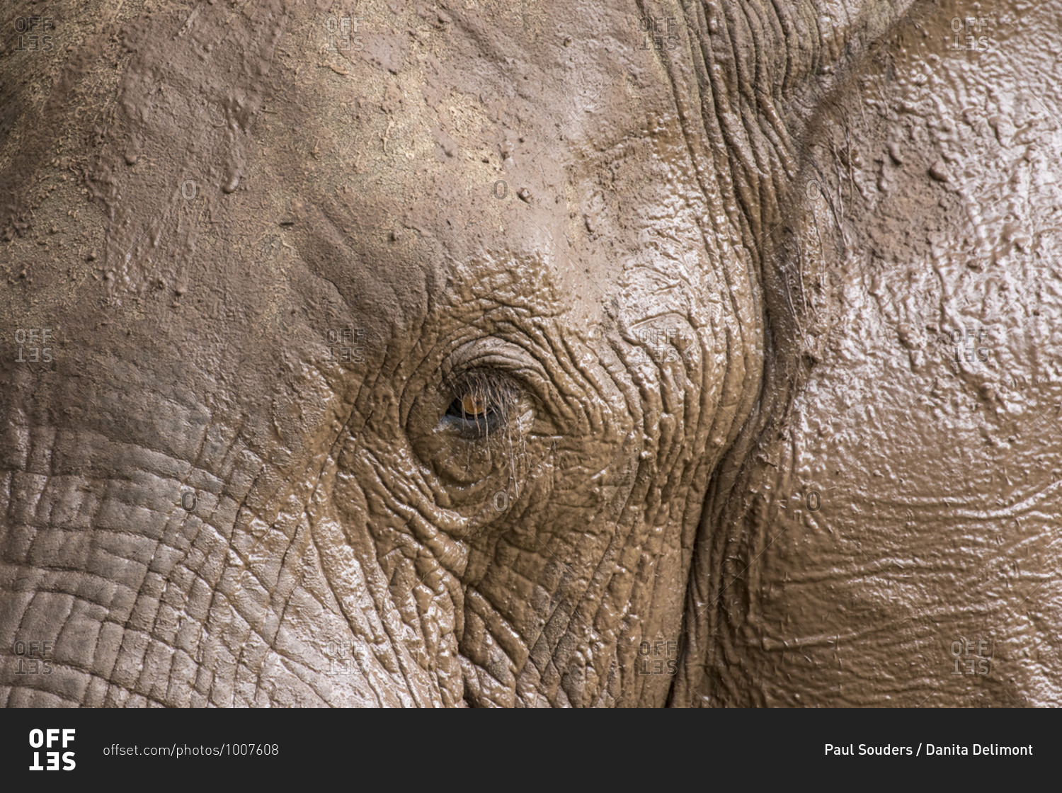 Africa, Botswana, Kasane, Close-up of mud-covered Elephant (Loxodonta africana) drinking and playing along Chobe River near Kasane
