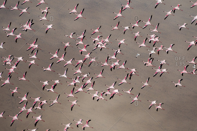Africa, Tanzania, Aerial view of flock of Greater and Lesser Flamingos flying above salt waters of Lake Natron