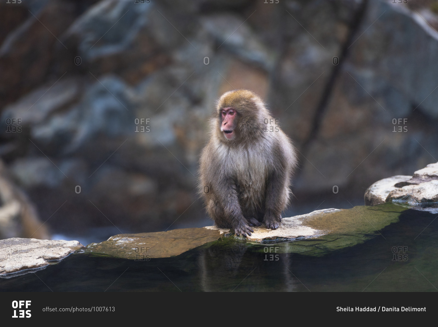 A juvenile macaque, snow monkey, sitting on a ledge alongside the hot springs making sounds, Japan