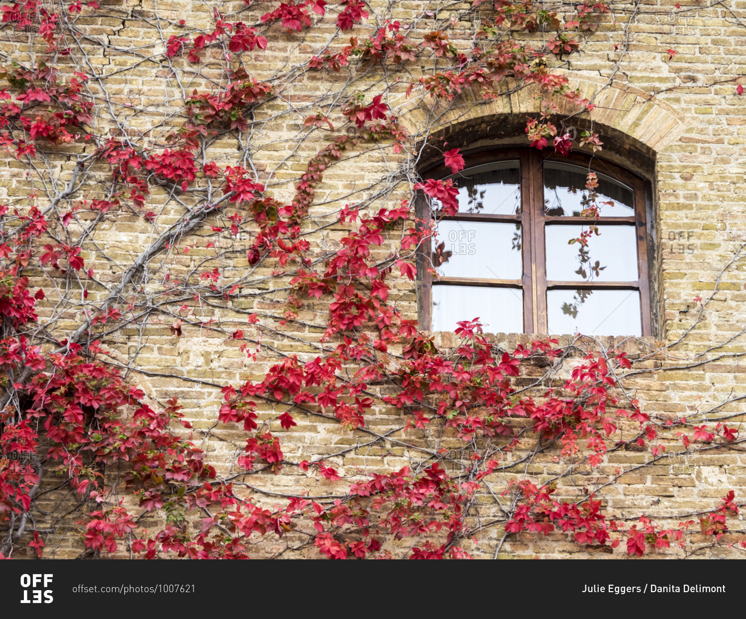 Europe, Italy, Chianti. Red climbing ivy vine on a stone wall.