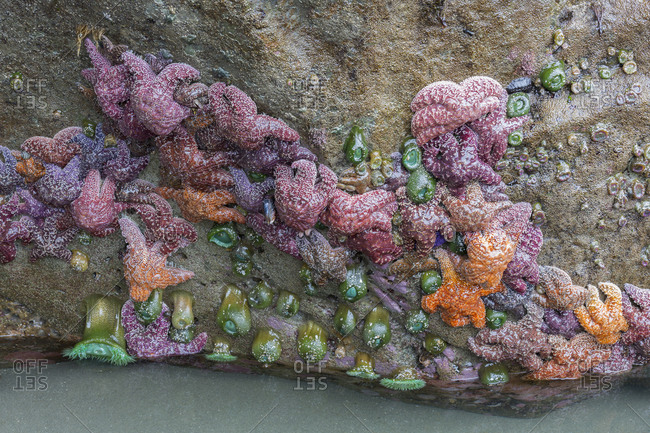 WA, Olympic National Park, Second Beach, Ochre Sear Stars and Giant Green Anemones