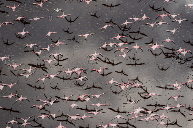 Africa, Tanzania, Aerial view of flock of Greater and Lesser Flamingos flying above salt waters of Lake Natron