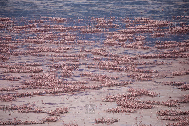 Africa, Tanzania, Aerial view of vast flock of Lesser Flamingos (Phoenicoparrus minor) nesting in shallow salt waters of Lake Natron