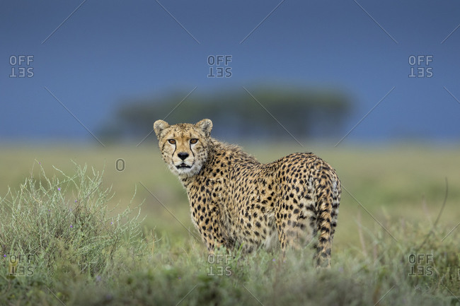 Tanzania, Ngorongoro Conservation Area, Adult Cheetah (Acinonyx jubatas) walking through grass with threatening storm clouds in distance on Ndutu Plains