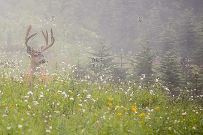 WA, Mount Rainier National Park, Black-tailed deer buck in wildflower meadow, Odocoileus hemionus