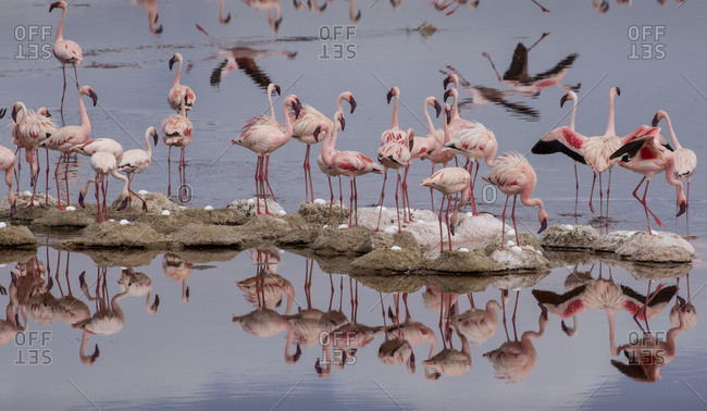 Africa, Tanzania, Aerial view of small flock of Lesser Flamingos (Phoenicoparrus minor) nesting on small island in shallow salt waters of Lake Natron