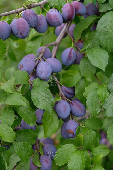 Abundance of plums growing on a tree