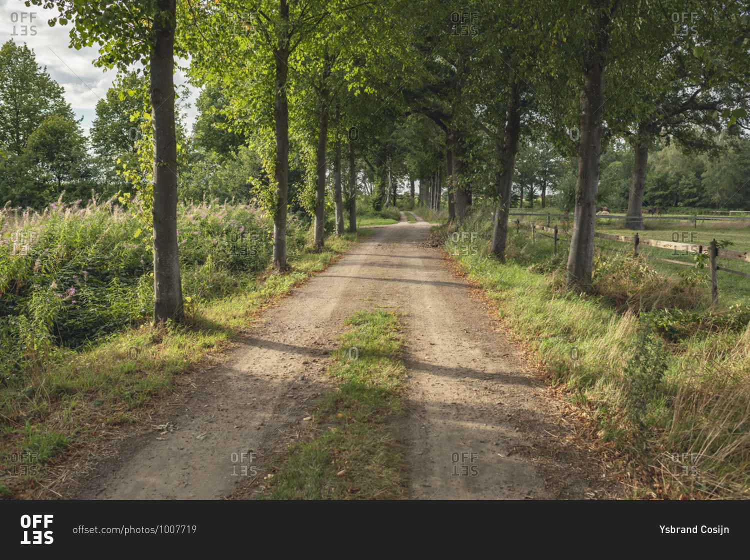 Dirt road in the countryside lined with trees